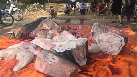 Xử lý những người xẻ thịt cá voi nhám ở Sầm Sơn