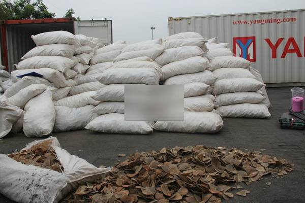Bắt hơn 8 tấn vảy tê tê tại cảng Hải Phòng lớn nhất từ trước đến nay