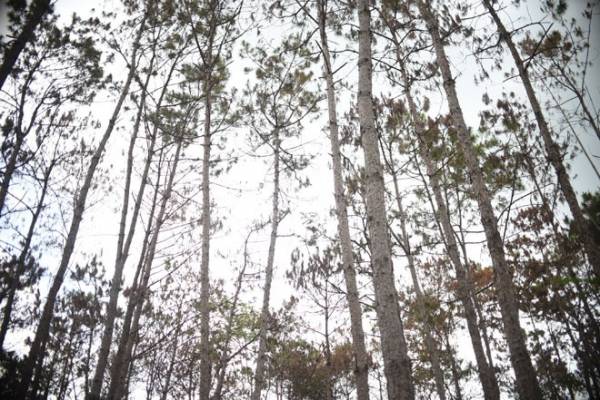 Thông tin mới vụ hơn 3.500 cây thông bị ‘đầ‌u độ‌c’ ở Lâm Đồng