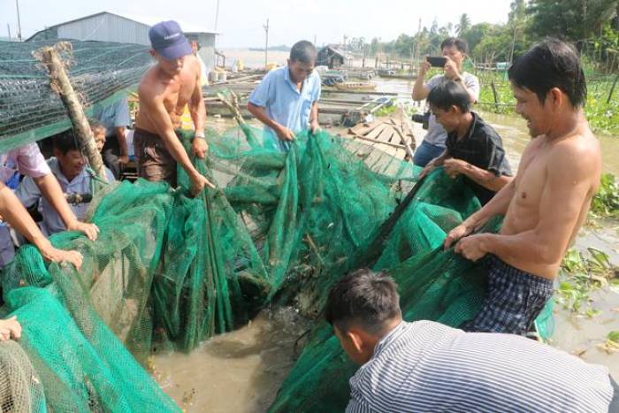 Về Thuận Tân Hội quán xem dỡ chà bắt cá trên sông Tiền