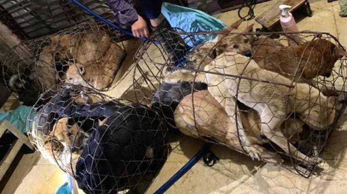 Phá đường dây trộm hơn 100 tấn chó do 3 thanh niên Thanh Hóa cầm đầu