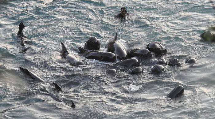 Cá voi mẹ vỗ về đàn con trước khi bị thảm sát ở Nhật Bản