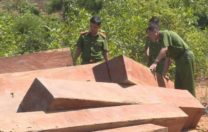 Công an phát hiện hơn 800 m3 gỗ lậu sau 6 tháng điều tra