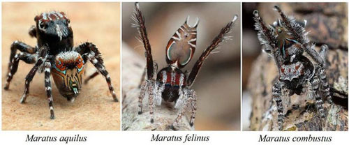 Kinh ngạc về 3 loài nhện ‘tí hon’ được phát hiện ở Úc