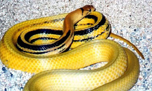 Chi tiết loài rắn rồng “khủng” dân bẫy được ở Sài Gòn