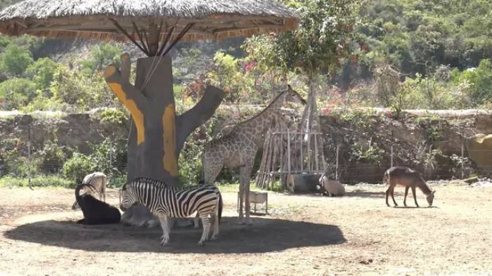 Chiêm ngưỡng các loài vật hoang dã tại vườn thú mở đầu tiên ở Nha Trang