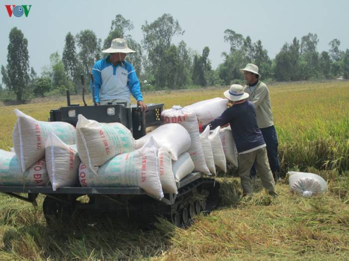Đột phá công nghệ nhằm tăng hiệu quả sản xuất, tiêu thụ lúa gạo