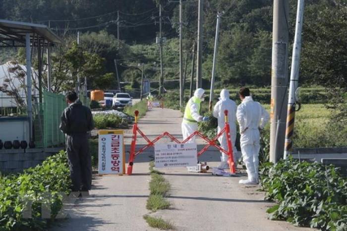 Hàn Quốc dỡ lệnh cấm di chuyển đối với các trang trại lợn
