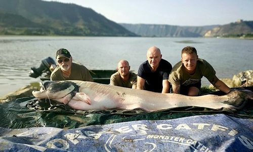 Cá nheo 104 kg cắn câu cần thủ