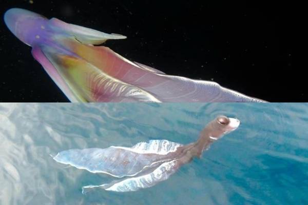 Xôn xao thuỷ quái ‘áo dài’, cá lạ màu trắng xuất hiện ở miền Tây