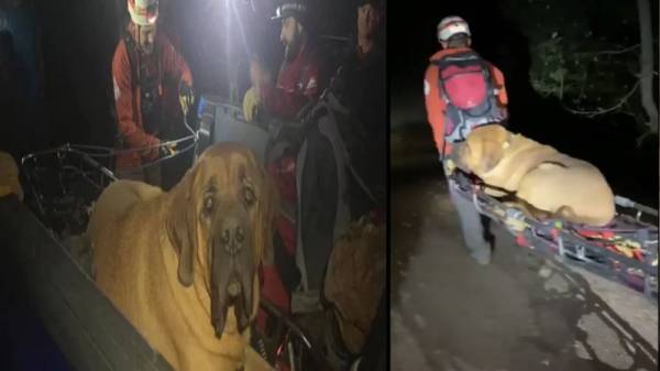 Cuộc giải cứu hy hữu chú chó ngao nặng gần 90 kg kiệt sức khi leo núi