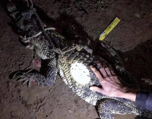 Cá sấu hoang dã bò vào nhà dân tại Đồng Nai