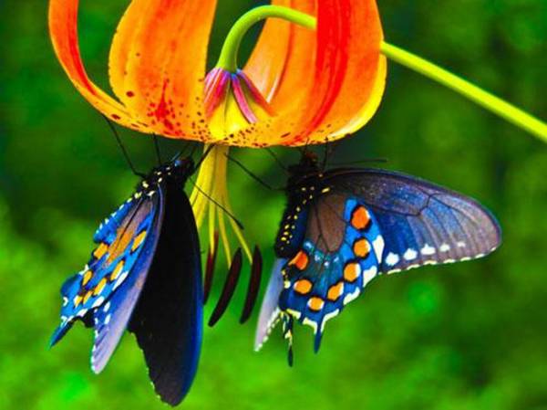 Hãi hùng sự thật về những con bướm đẹp lung linh