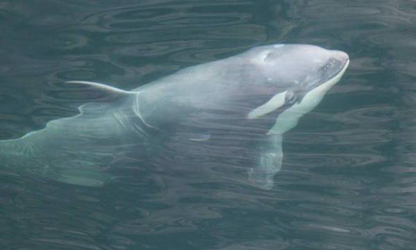 Phát hiện cá voi sát thủ trắng hiếm gặp ở Mỹ