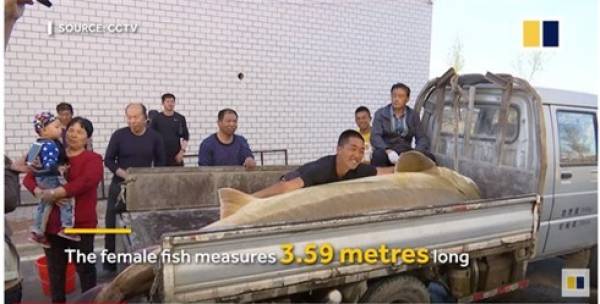 Cá tầm ‘khủng’ 100 tuổi nặng nửa tấn mắc câu