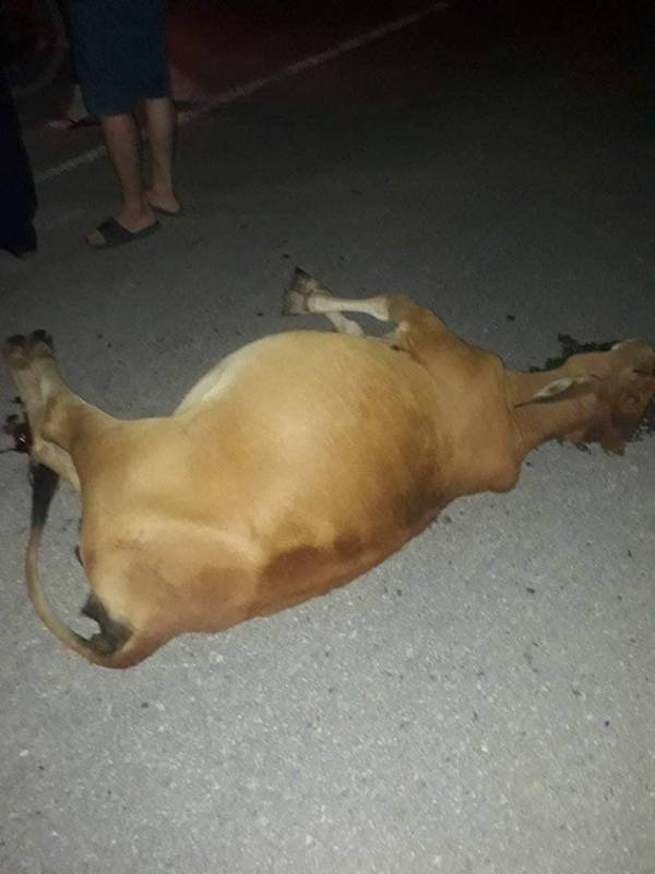 Racing boy t‌ử nạ‌n khi chở bạn gái tông trúng con bò: Chủ bò có đi tù?