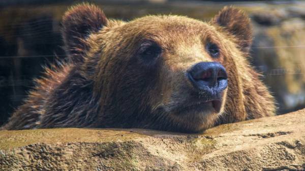 Sở thú Crimea phải tìm chủ cho 30 con gấu