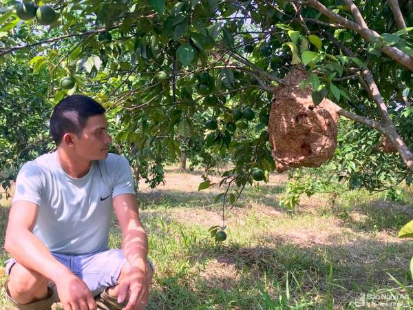 Anh nông dân Nghệ An nuôi ong ‘hung thần’ có thu nhập cao