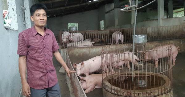 ‘Chấp’ cả bão dịch, anh nông dân này vẫn có tiền tỷ từ nuôi lợn