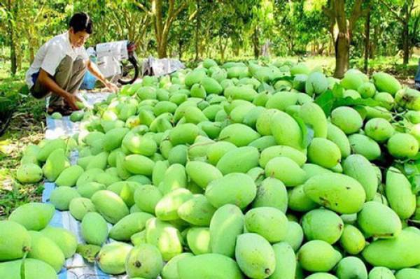 Liên kết doanh nghiệp - nông dân: Giải pháp hiệu quả trong xuất khẩu trái cây sang Mỹ