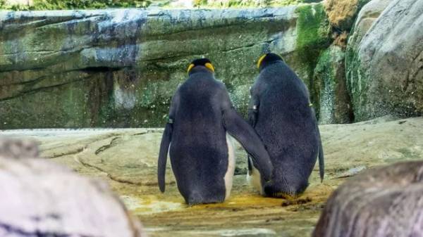 Bất ngờ với cặp đôi chim cánh cụt đồn‌g tín‌h... ấp trứng