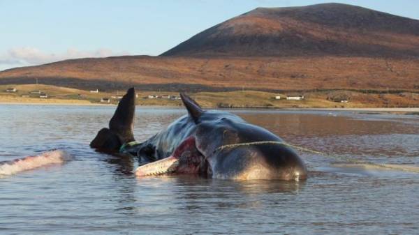 Mổ cá nhà táng mắc cạn ở bờ biển Scotland, phát hiện 100 kg rác