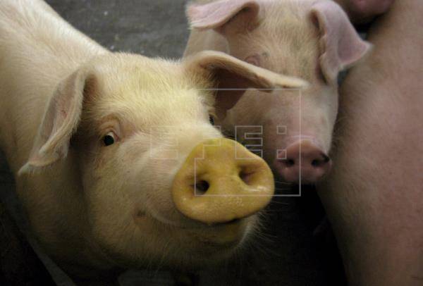 Giới khoa học Nhật Bản thí điểm nuôi cấy tụy người ở lợn
