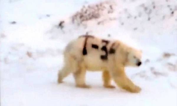 Gấu Bắc Cực bị phun sơn lên lưng gây phẫn nộ