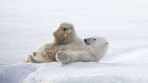 Nhiếp ảnh gia kinh ngạc ghi lại khoảnh khắc gấu Bắc Cực tập yoga