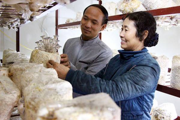 Bắc Giang: Sức lan tỏa từ mô hình trồng nấm sạch