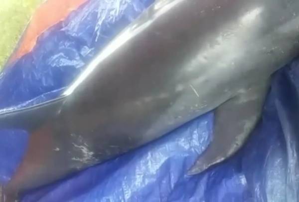 Phú Vang,TT - Huế: Bất ngờ phát hiện xác cá heo nằm cách bờ biển hàng chục cây số