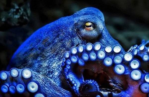 Vì sao gọi bạch tuộc là ‘quái vật biển cả’?