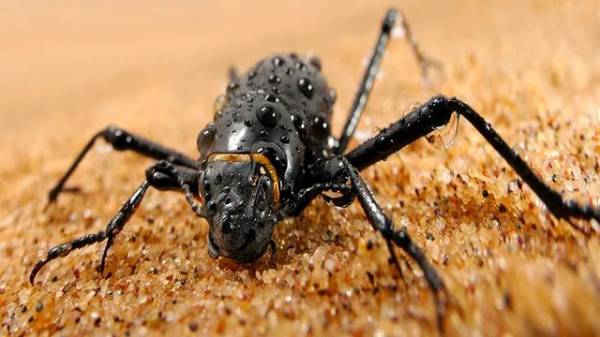 Loài bọ sa mạc có thể giúp con người thu thập nước từ sương mù?