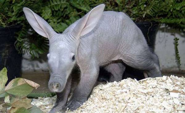 ‘Quái vật’ lợn dị nhất hành tinh: Tai thỏ, mõm lợn, đuôi kangaroo