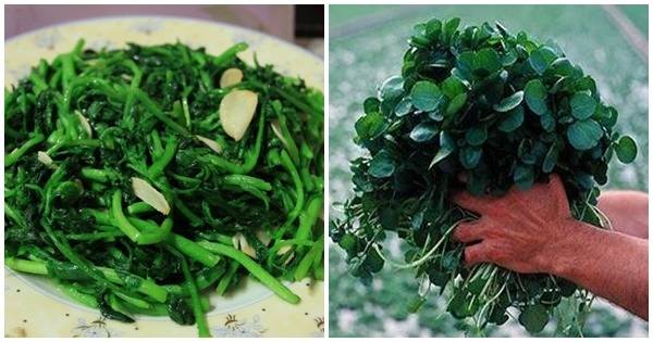 Khoa học chỉ ra 41 loại rau tốt nhất cho sức khỏe, “quán quân” thuộc về rau cải xoong