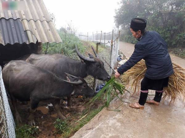 Hơn 20 nghìn gia súc ở Lào Cai có nguy cơ chết nếu xảy ra rét đậm, rét hại kéo dài