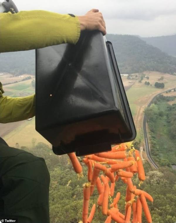 Cơn ‘mưa’ cà rốt và khoai lang được thả từ trên ‘trời’ xuống cứu đói động vật cháy rừng ở Úc