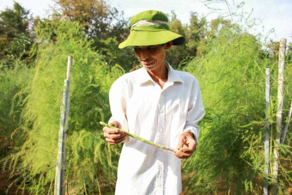 Nông dân Đắk Lắk ‘đút túi’ 60 triệu đồng/tháng đều như vắt chanh nhờ trồng ‘rau vua’