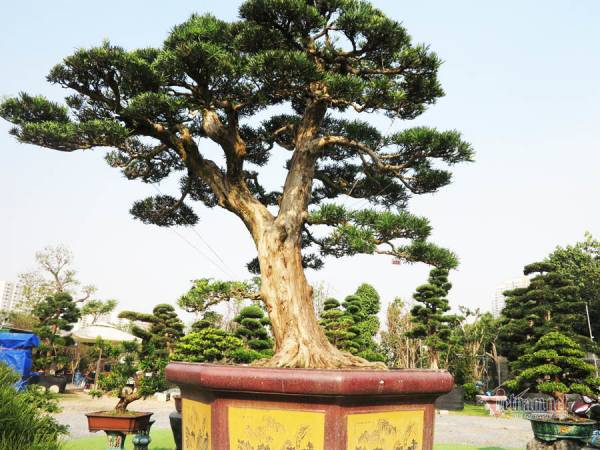 Cận cảnh cây tùng bonsai hơn 100 năm tuổi giá 6 tỷ đồng của anh nông dân Bình Định