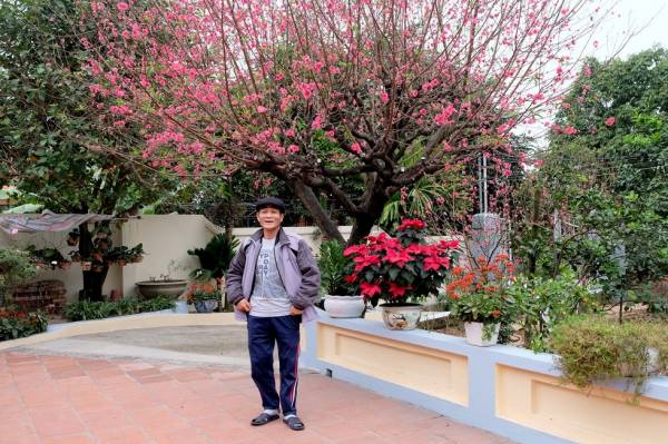 Ngắm cây đào ‘siêu to khổng lồ’, cao đến 4m tán rộng 6m ở Bắc Giang nở đầy hoa đỏ rực