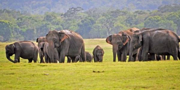 Một số lượng voi kỷ lục đã chết ở Sri Lanka