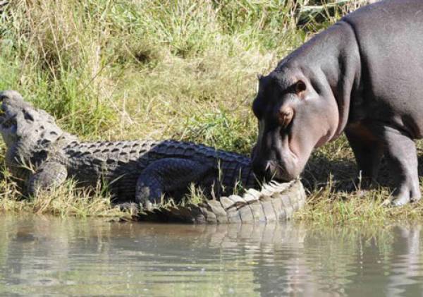 Tại sao cá sấu - ‘sát thủ đầm lầy’ lại sợ hà mã?