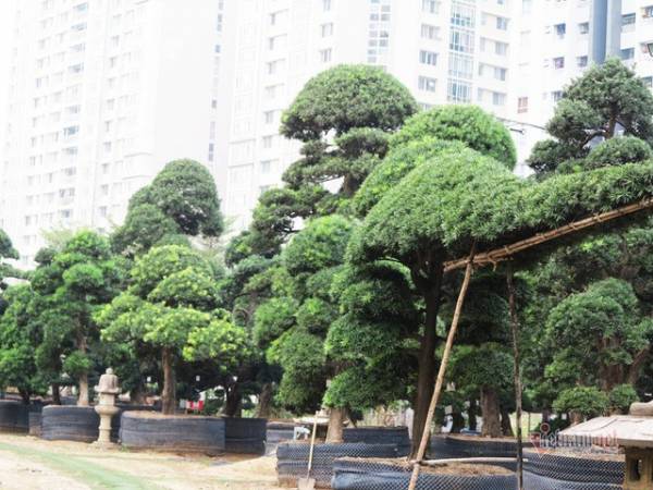 Vườn tùng Nhật hàng trăm tỷ đồng của đại gia giữa khu nhà giàu Sài Gòn