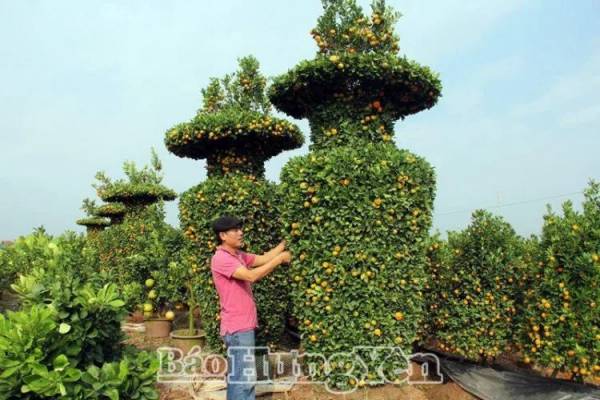 Hưng Yên: Độc đáo cây cảnh Văn Giang phục vụ thị trường tết