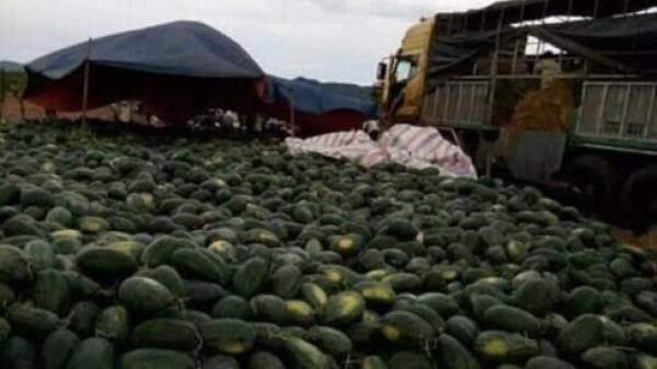 Gia Lai: ‘Giải cứu’ hơn 3 nghìn tấn dưa hấu cho người dân