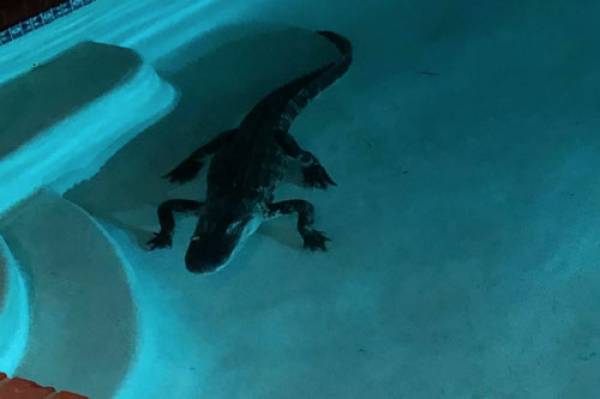 Hoảng hồn khi phát hiện cá sấu dài hơn 2m nằm ‘chình ình’ trong bể bơi