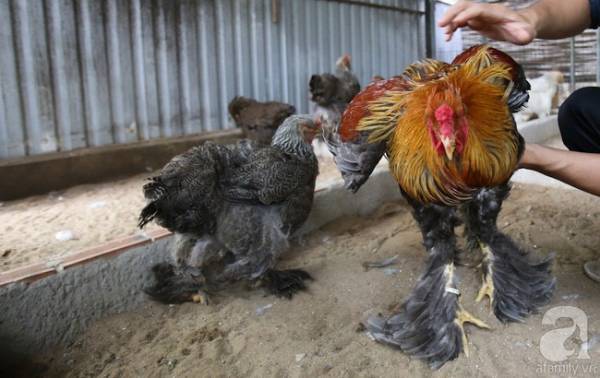 Hàng loạt giống gà lạ từ khắp thế giới ở trang trại của chàng trai 8X Bình Dương