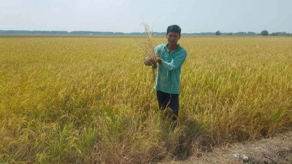 Kiên Giang: Người dân tự ý lấy nước, hàng trăm ha lúa bị nhiễm mặn