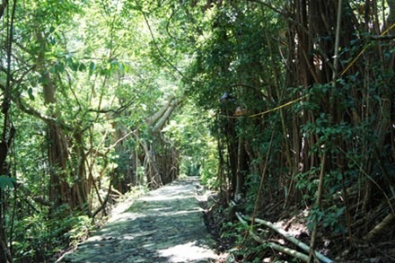 Kỳ bí khu rừng cây cổ thụ lớn nhất Việt Nam