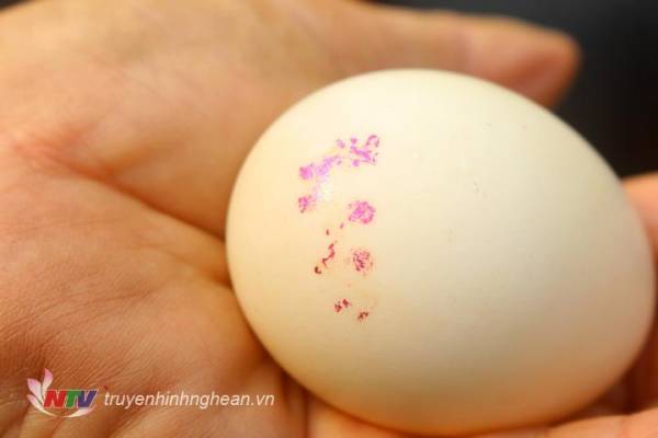 Nghệ An: Phát hiện quả trứng ngan kỳ lạ có chữ màu hồng ánh